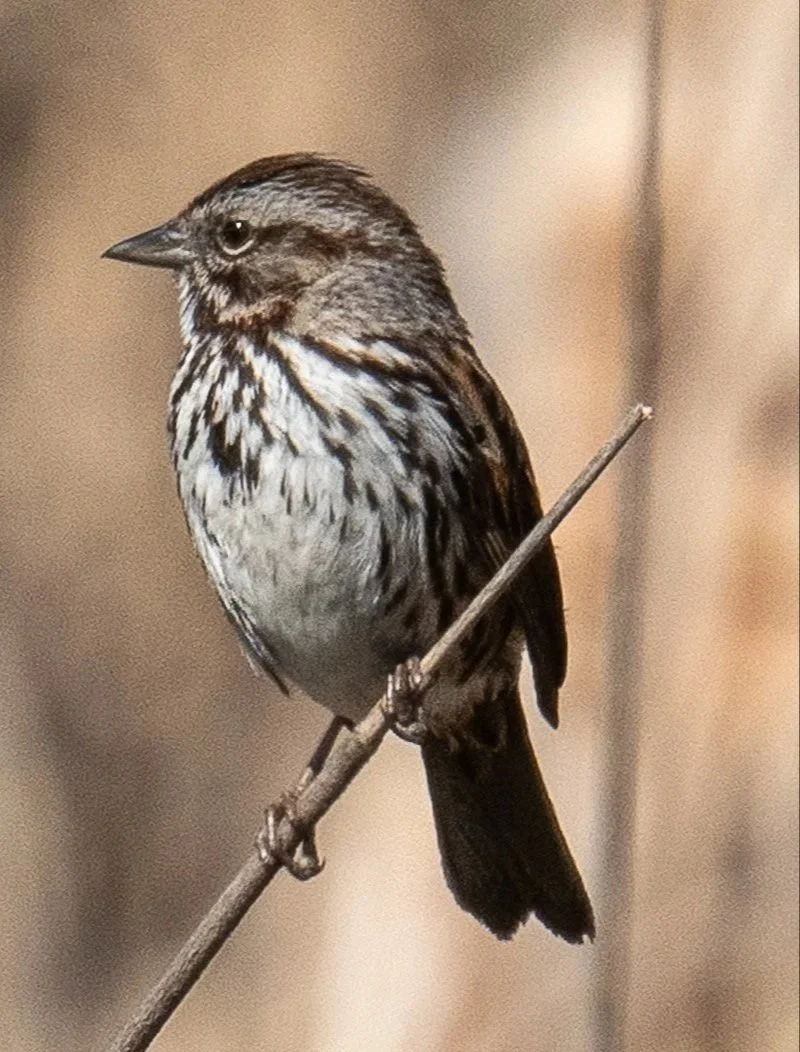 Meet The Song Sparrow — Sacramento Audubon Society